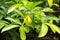 Ylang ylang flower blooming on tree.