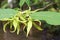 Ylang-ylang flower , Cananga odorata