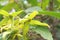Ylang-ylang flower , Cananga odorata