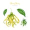 Ylang ylang flower, leaf, bud illustration set. Cananga odorata tropical aroma scented blossom. Watercolor hand painted