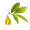 Ylang-ylang flower with leaf isolated