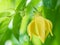 Ylang-ylang flower tree