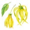 Ylang-Ylang flower, Yellow fragrant flower on an isolated white background. Watercolor botanical illustration