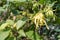 Ylang-ylang flowers or Cananga odorata