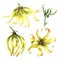 Ylang-ylang flowers. A set of exotic fragrant yellow flowers. Hand-drawn watercolor illustration. Clip art, highlight it