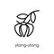 Ylang-ylang icon. Trendy modern flat linear vector Ylang-ylang i