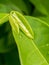 Ylang-ylang leaf