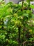 Ylang-ylang trees in the garden are wet in the rain.