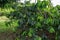 Ylang Ylang trees in Madagascar, Nosy Be island