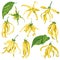 Ylang ylang vector clip art set of tropical botanical illustrations. Yellow wild flowers with green leaves.