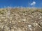 Yodfat hill covered by full of Drimia flowers in the end of Summer