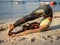 Yoga on the beach. Halasana, Plough pose, an inverted asana. Outdoor exercise. Slim flexible body. Support immune system. Healthy