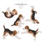 Yoga dogs poses and exercises. Beagle clipart