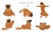 Yoga dogs poses and exercises poster design. Leonberger clipart