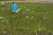 Yoga in garbage. Woman practises yoga on the littered lawn