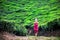 Yoga in tea plantations