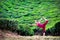 Yoga in tea plantations