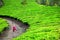 Yoga in tea plantations