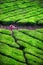 Yoga in tea plantations