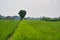 Yogjakarta, Indonesia, march 10, 2020: green cultivated rice field
