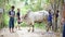 Yogyakarta, Indonesia - August 11th 2019: Eid al-Adha celebration. Muslim people help each other in slaughtering cow