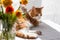 Yoing striped cat at home on table near window with flowers