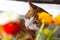 Yoing striped cat at home on table near window with flowers