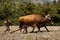 Yoke of ox plowing a field to plant potatoes in the Venezuelan Andes Latin America