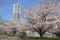 Yokohama Landmark Tower and the cherry blossoms