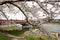Yokomachi Bridge and fully bloomed cherry blossoms along Hinokinai River,Kakunodate,Akita,Tohoku,Japan in spring.selective focus