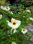 Yolanda flower - Buttercup flower - Ranuculup sp with yellow -white gradation petals with a butterfly