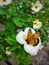 Yolanda flower - Buttercup flower - Ranuculup sp with yellow -white gradation petals with a butterfly