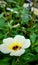 Yolanda flower - Buttercup flower - Ranuculup sp with yellow -white gradation petals with a insect