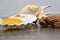 Yolk and albumen. Egg in sea shells on the wooden background. Crab and scallops