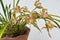 Yollow orchid