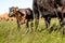 Yong black angus calf near his mother cow on grass in sunny day