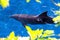 The yong Bottlenose dolphin is swimming in red sea