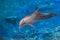 The yong Bottlenose dolphin is swimming in red sea