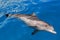 The yong Bottlenose dolphin is swimming in red sea