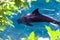 The yong Bottlenose dolphin is swimming in red sea