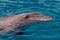 The yong Bottlenose dolphin is swimming in red sea