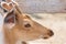 Yong deer head Portrait closeup zoo outdoor