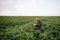 Yong handsome agronomist holds tablet touch pad computer in the soy field and examining crops before harvesting