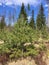 Yong pinetrees, spruce trees in early spring on sunny day, blue cludy sky