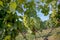 Yong and Ripe grapes on vine at wineyard before harvesting