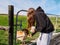 Yong teenager girl feeding small brown deer from her hand in a an open zoo or farm. Warm sunny day, blue cloudy sky. Green grass