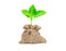 The yong tree growing in burlap bag with bow rope on white background