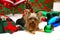 Yorkie Christmas