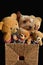 Yorkie and  four teddy bears sitting in sisal box