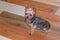 Yorkie on a laminated wood floor